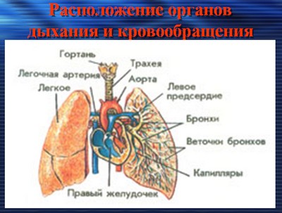 презентация по биологии, биология 8 класс, дыхательная система, дыхательная система человека, скачать презентацию по биологии