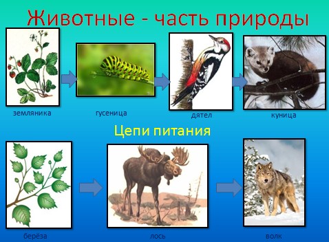 презентация животный мир земли