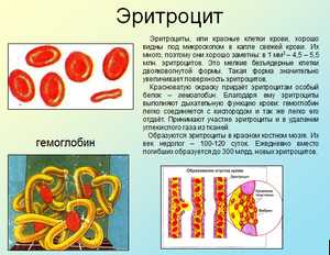 Презентация по биологии,Кровь