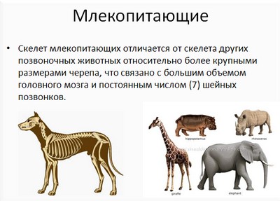 презентация по биологии млекопитающие