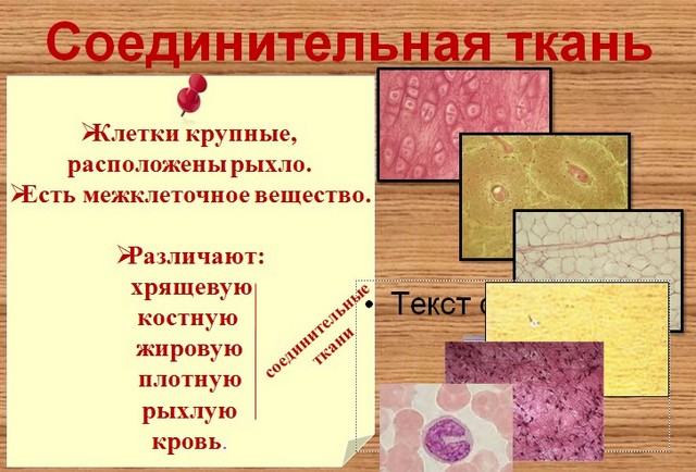 презентация биология ткани