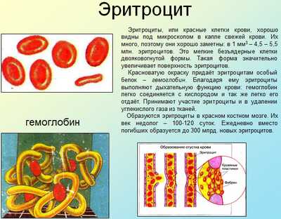 Презентации по биологии-1