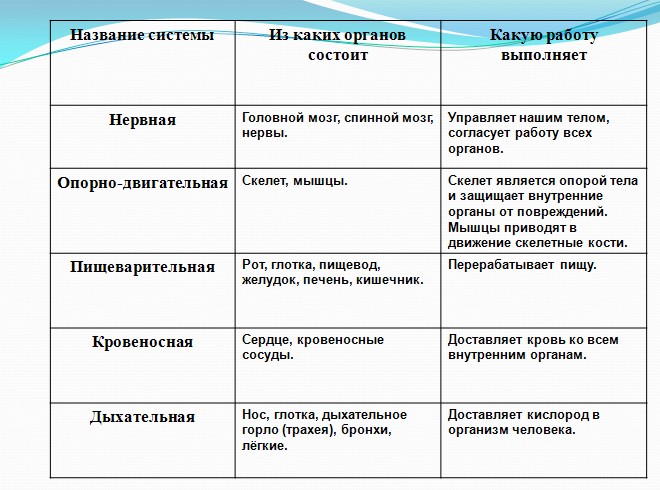 презентация для начальной школы, окружающий мир,Организм человека