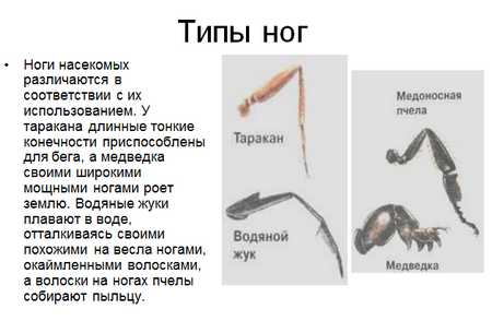 презентация по биологии, насекомые