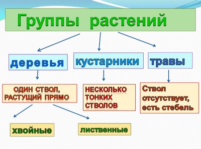 презентация окружающий мир растение