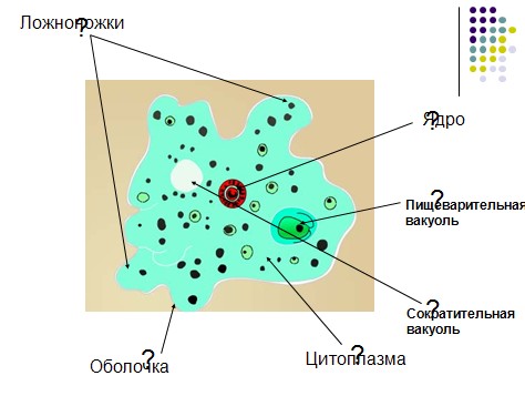презентация по биологии,амеба, инфузория,тип простейшие