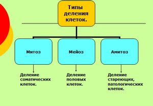 презентация по биологии, биология 6 класс, деление клетки, митоз, скачать презентацию по биологии 6 класс