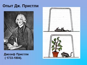 презентация по биологии, биология 6 класс, дыхание растений, скачать презентацию по биологии 6 класс