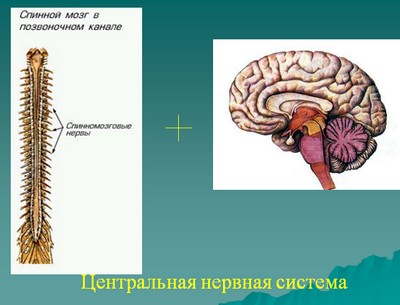 презентация по биологии, презентация по биологии 8 класс, нервная система человека,  скачать презентацию по биологии, презентация нервная система