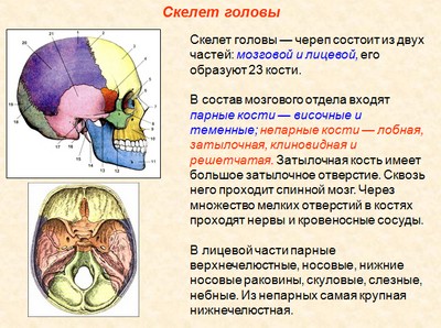 опорно двигательная система человека