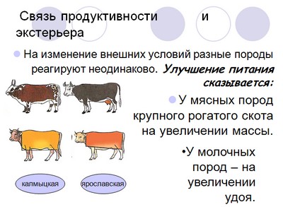 презентация по биологии 9 класс, презентация по биологии cелекция животных