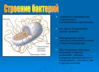 Презентация по биологии ,бактерии