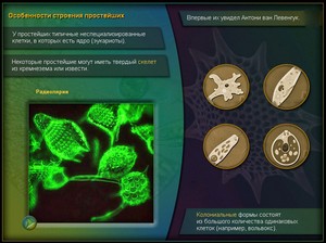 презентация по биологии, простейшие