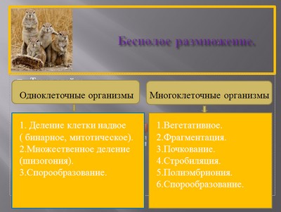 размножение организмов презентация