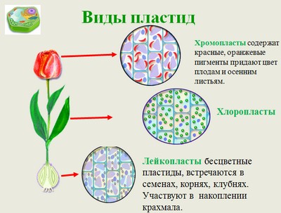 презентация строение растительной клетки