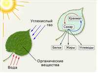 презентация по биологии