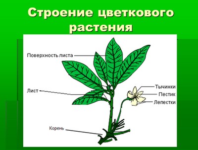 презентация по биологии, презентация по биологии 6 класс, строение цветковых растений, скачать презентацию по биологии, строение цветковых растений презентация